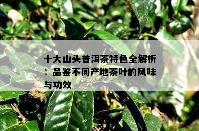 十大山头普洱茶特色全解析：品鉴不同产地茶叶的风味与功效