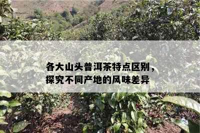 各大山头普洱茶特点区别，探究不同产地的风味差异