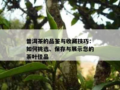 普洱茶的品鉴与收藏技巧：如何挑选、保存与展示您的茶叶佳品