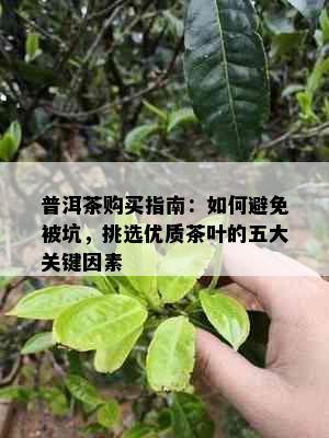 普洱茶购买指南：如何避免被坑，挑选优质茶叶的五大关键因素