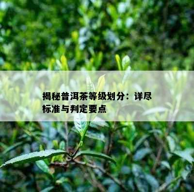 揭秘普洱茶等级划分：详尽标准与判定要点