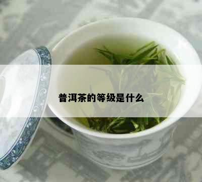 普洱茶的等级是什么