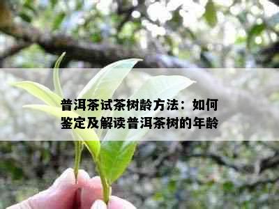 普洱茶试茶树龄方法：如何鉴定及解读普洱茶树的年龄