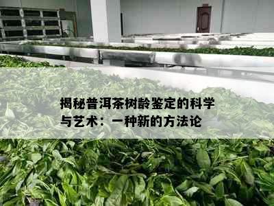 揭秘普洱茶树龄鉴定的科学与艺术：一种新的方法论