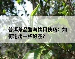 普洱茶品鉴与饮用技巧：如何泡出一杯好茶？