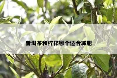 普洱茶和柠檬哪个适合减肥