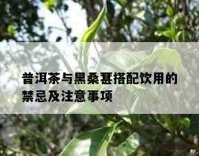 普洱茶与黑桑葚搭配饮用的禁忌及注意事项