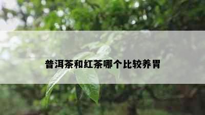 普洱茶和红茶哪个比较养胃