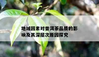 地域因素对普洱茶品质的影响及其深层次原因探究