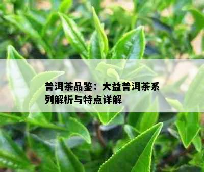 普洱茶品鉴：大益普洱茶系列解析与特点详解