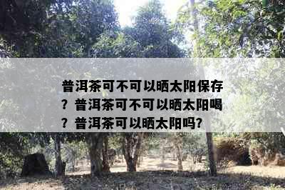 普洱茶可不可以晒太阳保存？普洱茶可不可以晒太阳喝？普洱茶可以晒太阳吗？