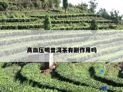 高血压喝普洱茶有副作用吗