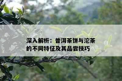 深入解析：普洱茶饼与沱茶的不同特征及其品尝技巧