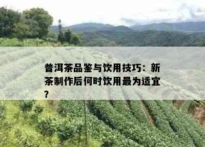 普洱茶品鉴与饮用技巧：新茶制作后何时饮用最为适宜？