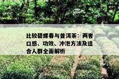 比较碧螺春与普洱茶：两者口感、功效、冲泡方法及适合人群全面解析