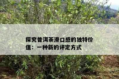 探究普洱茶滑口感的独特价值：一种新的评定方式