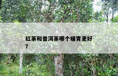 红茶和普洱茶哪个暖胃更好？