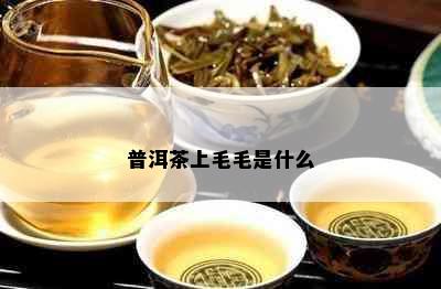 普洱茶上毛毛是什么