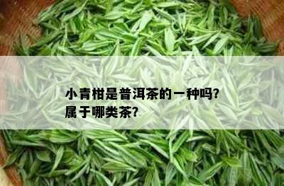 小青柑是普洱茶的一种吗？属于哪类茶？