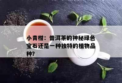 小青柑：普洱茶的神秘绿色宝石还是一种独特的植物品种？