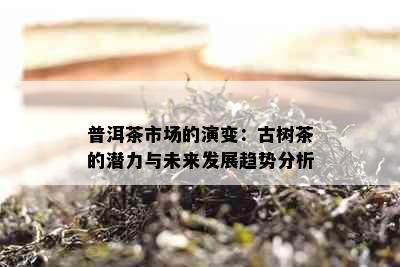 普洱茶市场的演变：古树茶的潜力与未来发展趋势分析