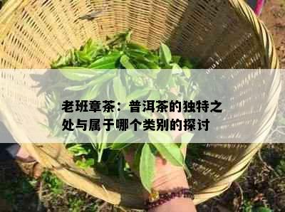 老班章茶：普洱茶的独特之处与属于哪个类别的探讨