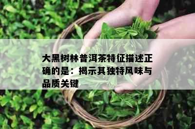 大黑树林普洱茶特征描述正确的是：揭示其独特风味与品质关键