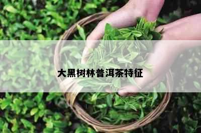 大黑树林普洱茶特征