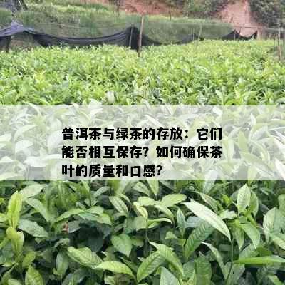 普洱茶与绿茶的存放：它们能否相互保存？如何确保茶叶的质量和口感？