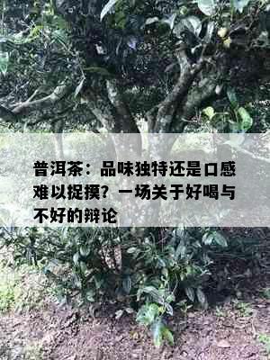 普洱茶：品味独特还是口感难以捉摸？一场关于好喝与不好的辩论