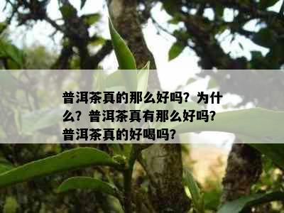 普洱茶真的那么好吗？为什么？普洱茶真有那么好吗？普洱茶真的好喝吗？