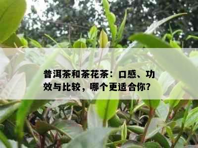 普洱茶和茶花茶：口感、功效与比较，哪个更适合你？