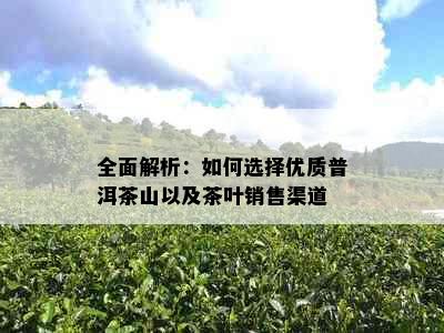 全面解析：如何选择优质普洱茶山以及茶叶销售渠道