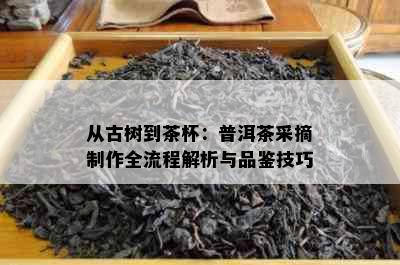 从古树到茶杯：普洱茶采摘制作全流程解析与品鉴技巧