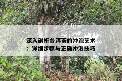 深入剖析普洱茶的冲泡艺术：详细步骤与正确冲泡技巧