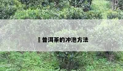 溍普洱茶的冲泡方法