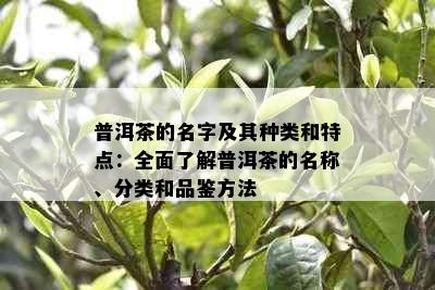 普洱茶的名字及其种类和特点：全面了解普洱茶的名称、分类和品鉴方法