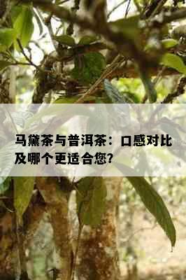 马黛茶与普洱茶：口感对比及哪个更适合您？