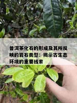 普洱茶化石的形成及其所反映的岩石类型：揭示古生态环境的重要线索