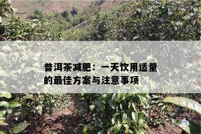 普洱茶减肥：一天饮用适量的更佳方案与注意事项