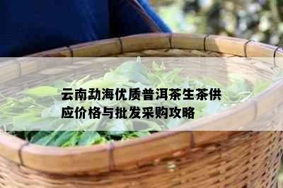 云南勐海优质普洱茶生茶供应价格与批发采购攻略