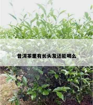 普洱茶里有长头发还能喝么