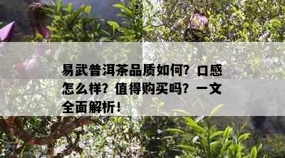 易武普洱茶品质如何？口感怎么样？值得购买吗？一文全面解析！