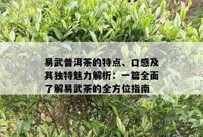 易武普洱茶的特点、口感及其独特魅力解析：一篇全面了解易武茶的全方位指南