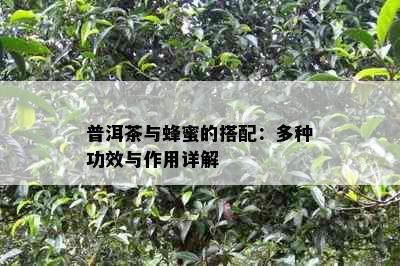 普洱茶与蜂蜜的搭配：多种功效与作用详解