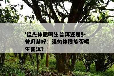 '湿热体质喝生普洱还是熟普洱茶好：湿热体质能否喝生普洱？'