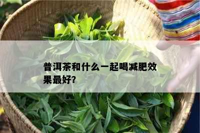 普洱茶和什么一起喝减肥效果更好？