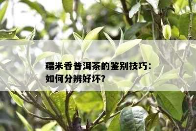 糯米香普洱茶的鉴别技巧：如何分辨好坏？