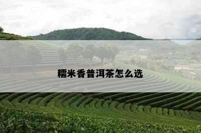 糯米香普洱茶怎么选