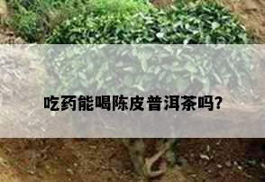 吃能喝陈皮普洱茶吗？